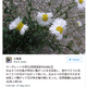 Image for article titled Stop Freaking Out: Fukushima Isn't Mutating the Daisies